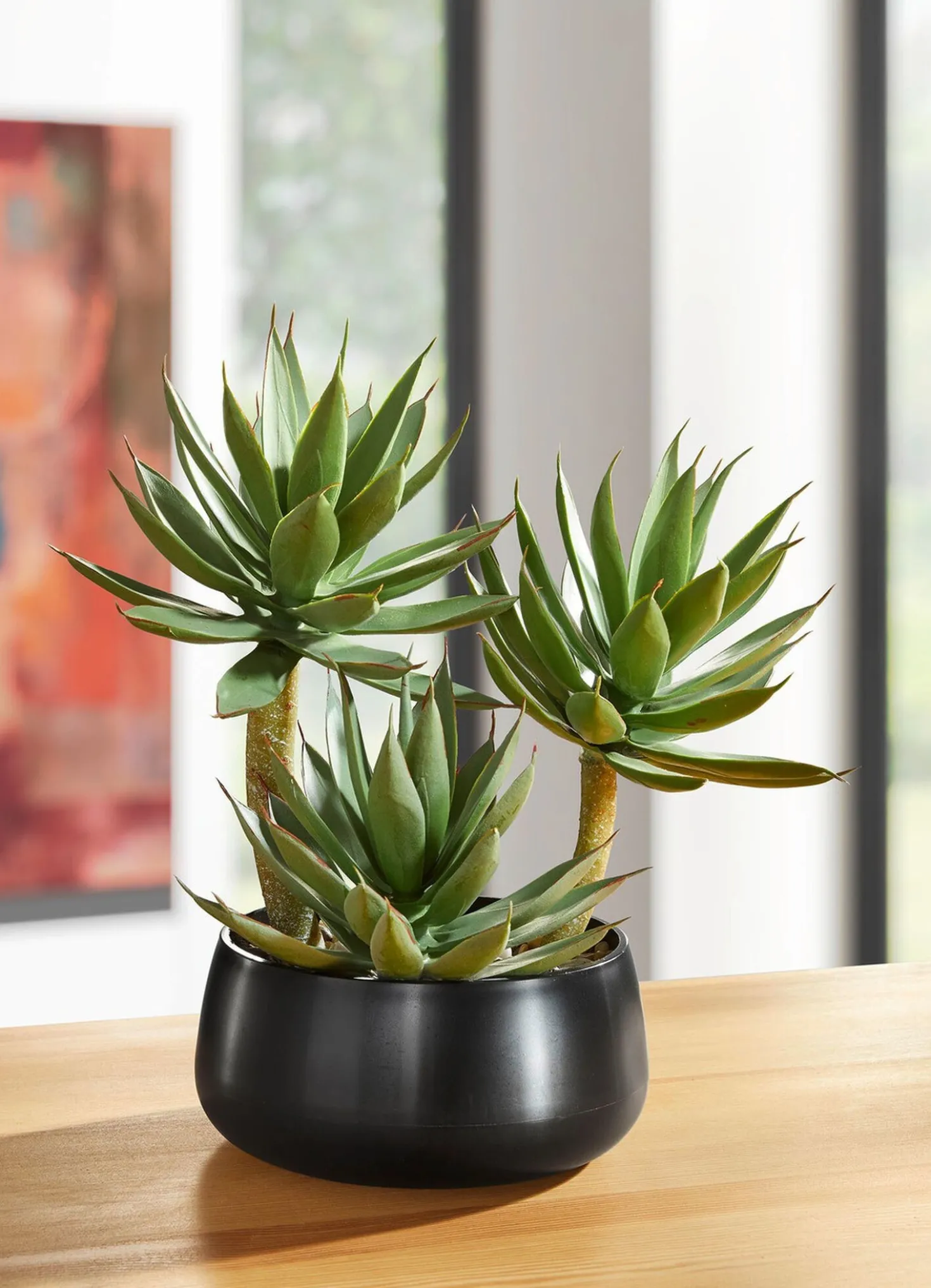 Agave in Kunststofftopf