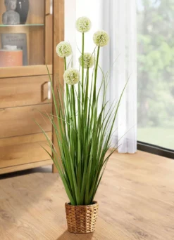 Allium-Gesteck im Topf