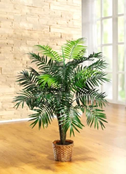 Palme im Topf