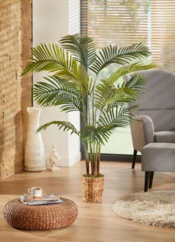 Palme im Topf