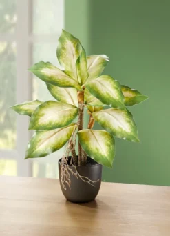 Täuschend echt wirkende Dieffenbachia
