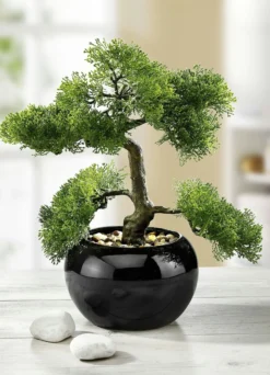 Zypressen-Bonsai im Topf